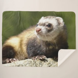 FERRET SHERPA BLANKET