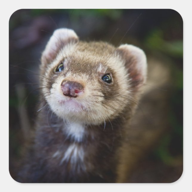 Ferret Square Sticker (Front)