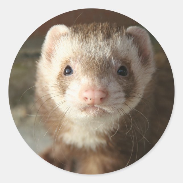 Ferret Sticker close-up (Front)