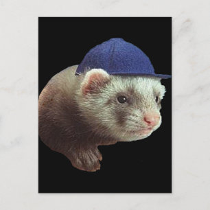 Ferret Wearing Hat Postcard
