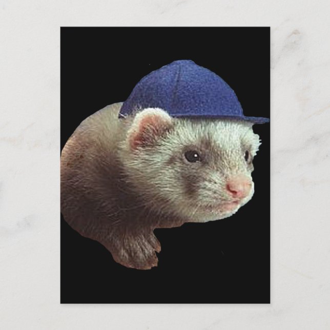 Ferret Wearing Hat Postcard (Front)