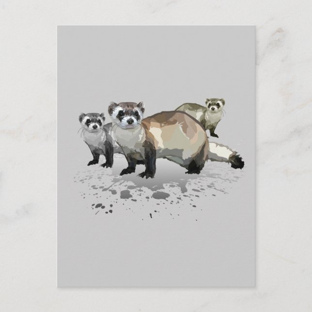 Ferrets  postcard (Front)