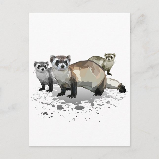 Ferrets Postcard (Front)