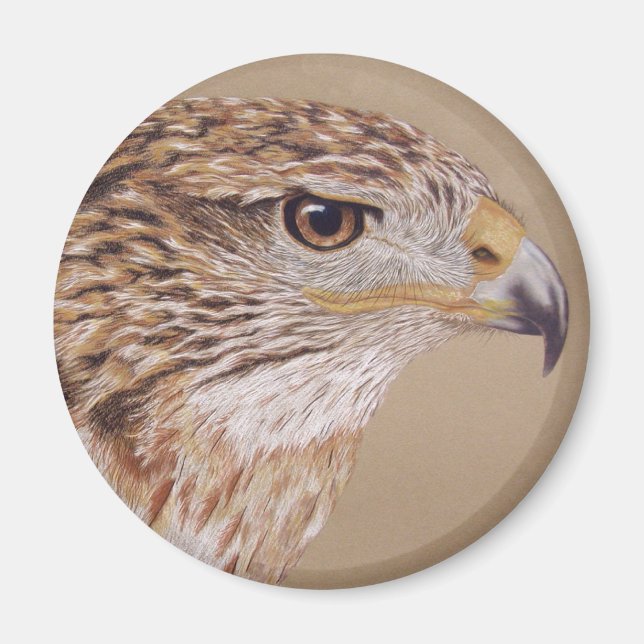 Ferruginous Hawk Magnet (Front)
