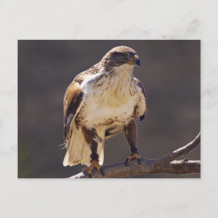 ferruginous Hawk Postcard