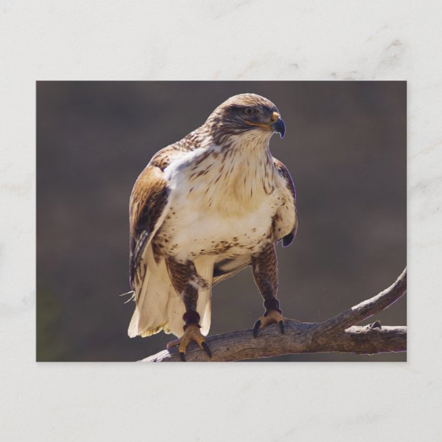 ferruginous Hawk Postcard (Front)