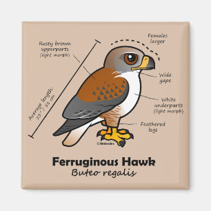 Ferruginous Hawk Statistics Magnet