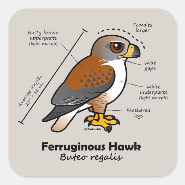Ferruginous Hawk Statistics Square Sticker (Front)