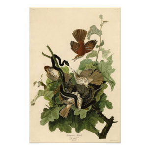 Ferruginous Thrush (Brown Thrasher) Audubon Birds Photo Print