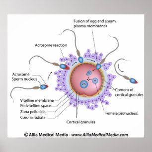 Fertilisation labelled diagram poster