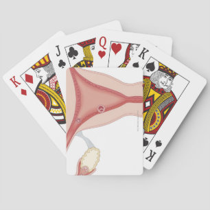 Fertilised Egg Becoming Embryo Playing Cards