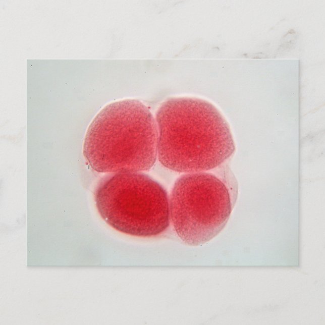 Fertilised egg cell under the microscope postcard (Front)