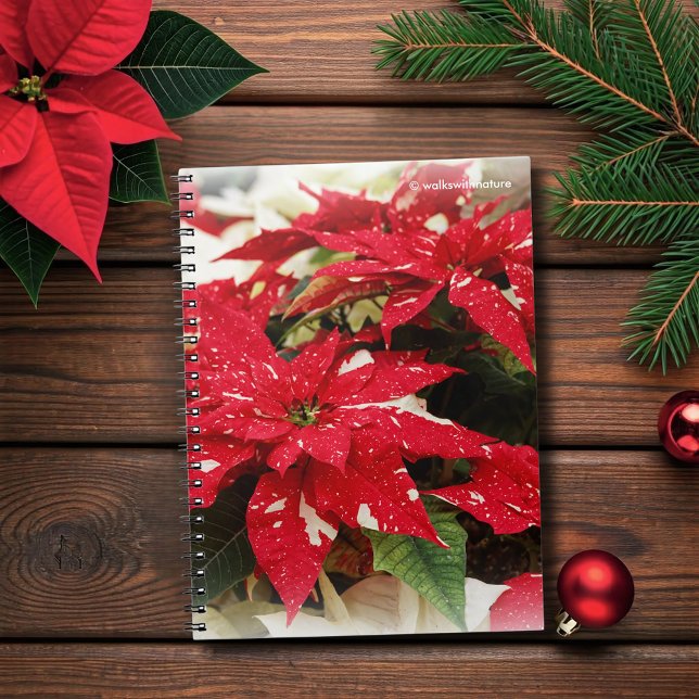 Festive Red White Floral Poinsettia Flowers Notebook (Festive Red and Cream Poinsettias Flowers Journal Cover Photo)