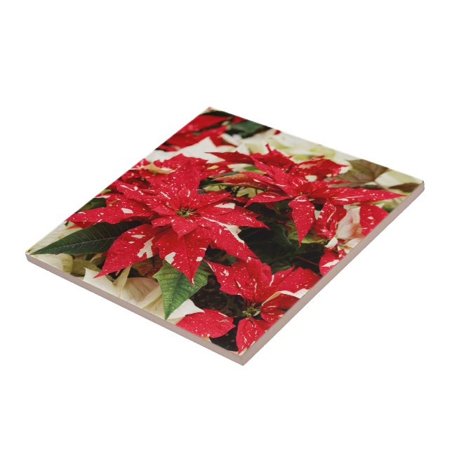 Festive Red White Floral Poinsettias Tile (Side)