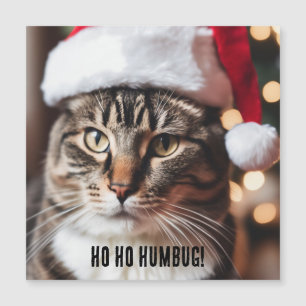 Festive Tabby