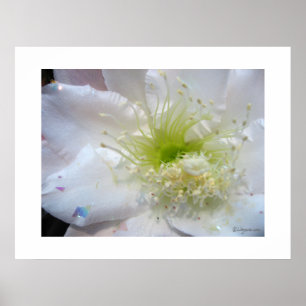 Festive White Cactus Flower Poster Print