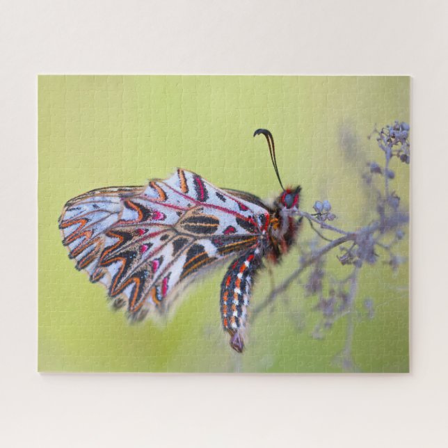 Festoon Butterfly. Jigsaw Puzzle (Horizontal)