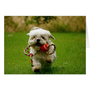 Fetching Puppy