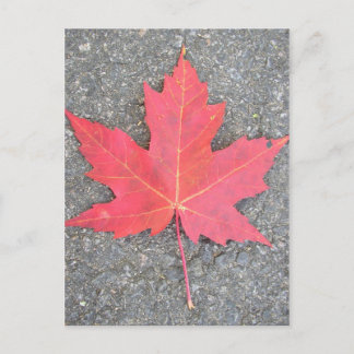 Feuille morte postcard