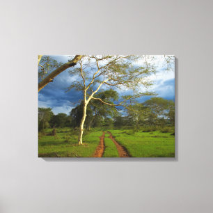 Fever Tree (Acacia Xanthophloea) By Dirt Track Canvas Print