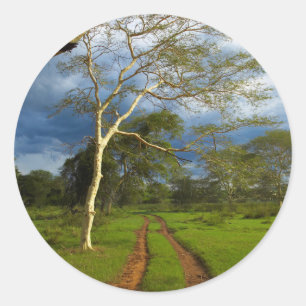 Fever Tree (Acacia Xanthophloea) By Dirt Track Classic Round Sticker
