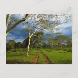 Fever Tree (Acacia Xanthophloea) By Dirt Track Postcard