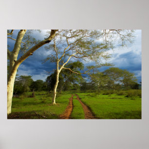 Fever Tree (Acacia Xanthophloea) By Dirt Track Poster