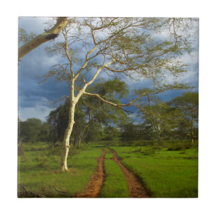 Fever Tree (Acacia Xanthophloea) By Dirt Track Tile