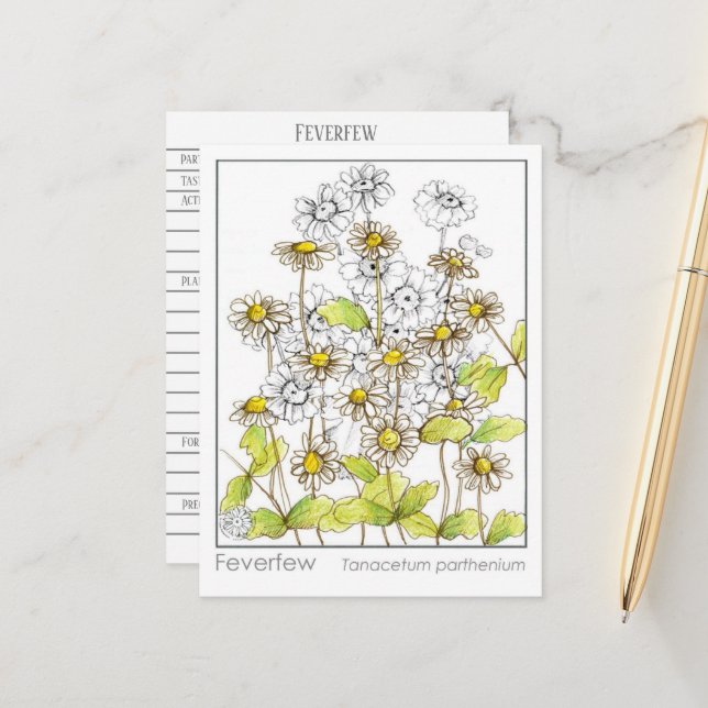 Feverfew Materia Medica Herbal Study Card  (Front/Back In Situ)