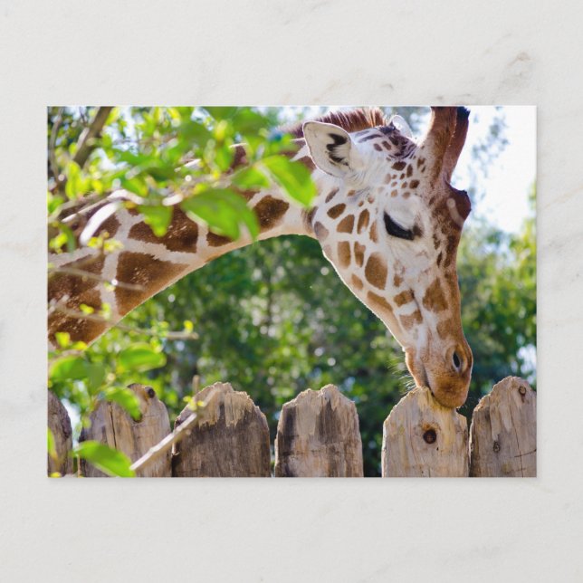 Fiberlicious Postcard (Front)