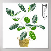 Ficus benghalensis 'Audrey' Fig Tree Poster Print