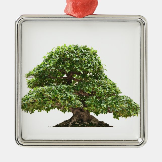 Ficus bonsai isolated metal tree decoration (Front)