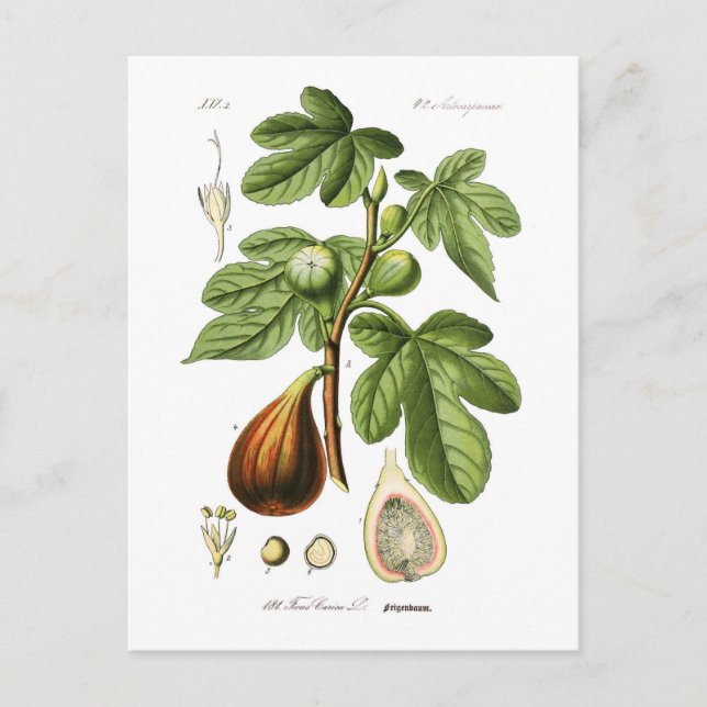 Ficus carica (Fig) Postcard (Front)