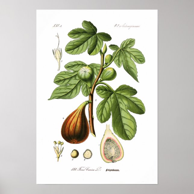 Ficus carica (Fig) Poster (Front)