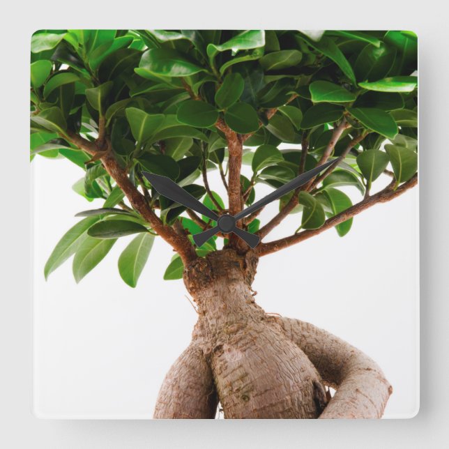 Ficus Ginseng Square Wall Clock (Front)
