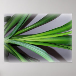 ficus leaves poster