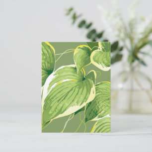 Ficus Plant 5 Postcard
