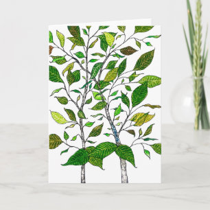 Ficus Plant Color Pencil Tree Drawing Card