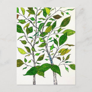 Ficus Plant Color Pencil Tree Drawing Postcard