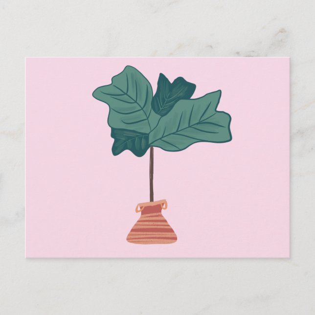 Fiddle Fig Tree Green Potted Plant Pink Postcard (Front)
