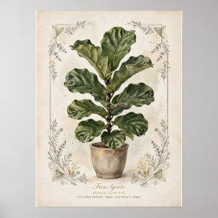 Fiddle-Leaf Fig Vintage Botanical Poster