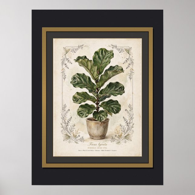 Fiddle-Leaf Fig Vintage Botanical Poster Framed (Front)
