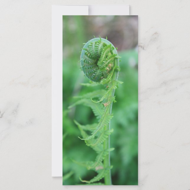 Fiddlehead (Front)