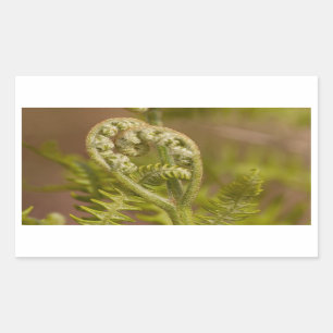 Fiddlehead Fern Heart Photo Rectangular Sticker