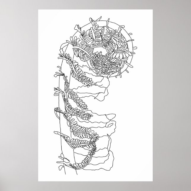 Fiddlehead Fern Illustration  Poster (Front)