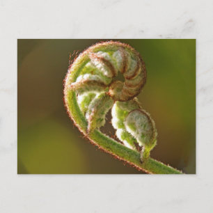 Fiddlehead Fern Postcard