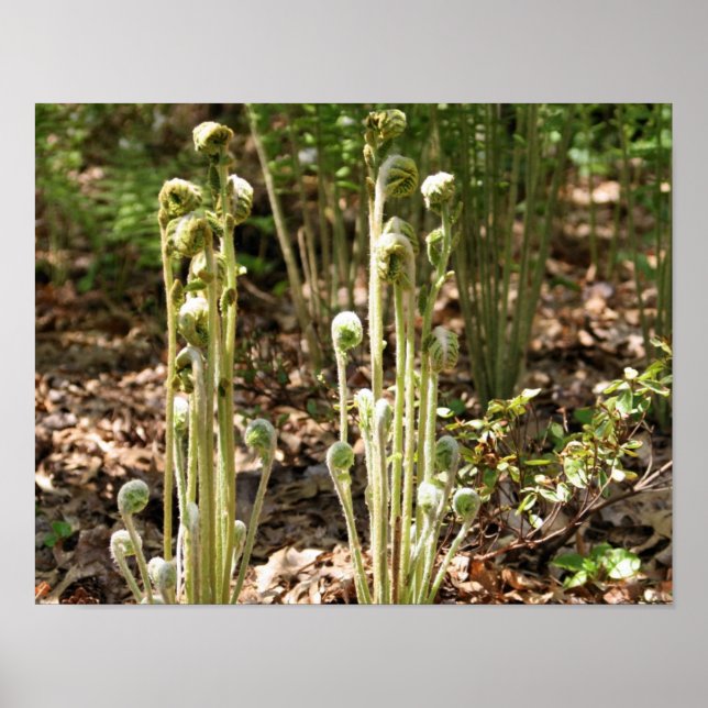 Fiddlehead Ferns In Spring Nature 3 Poster (Front)