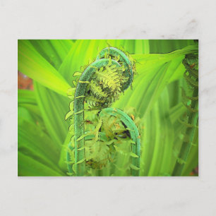 Fiddlehead Postcard