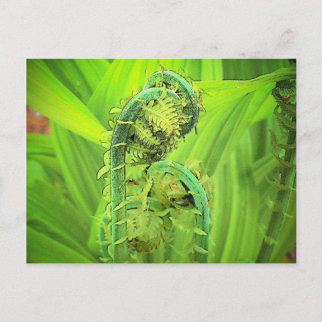 Fiddlehead Postcard (Front)