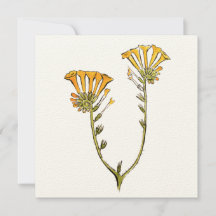 Fiddleneck